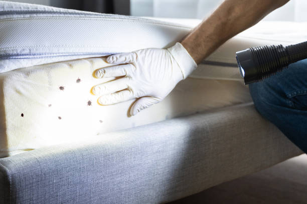 Professional Pest Control in Bonadelle Ranchos, CA