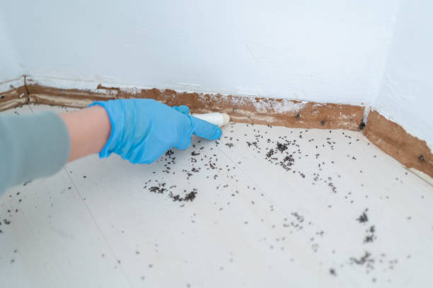 Best Ant Control Services  in Bonadelle Ranchos, CA
